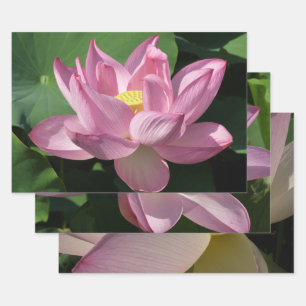 Pink Lotus Flower IV Wrapping Paper Sheet