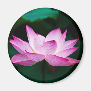 Pink Lotus Flower Magnet