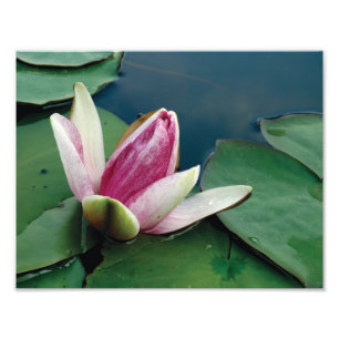 Pink Lotus Flower Photo Lotus flower Paper Print