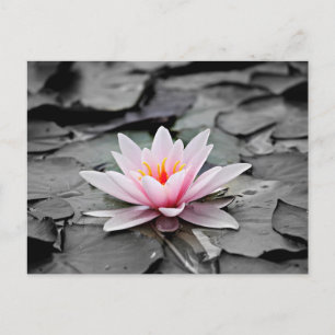 Pink Lotus Flower Postcard