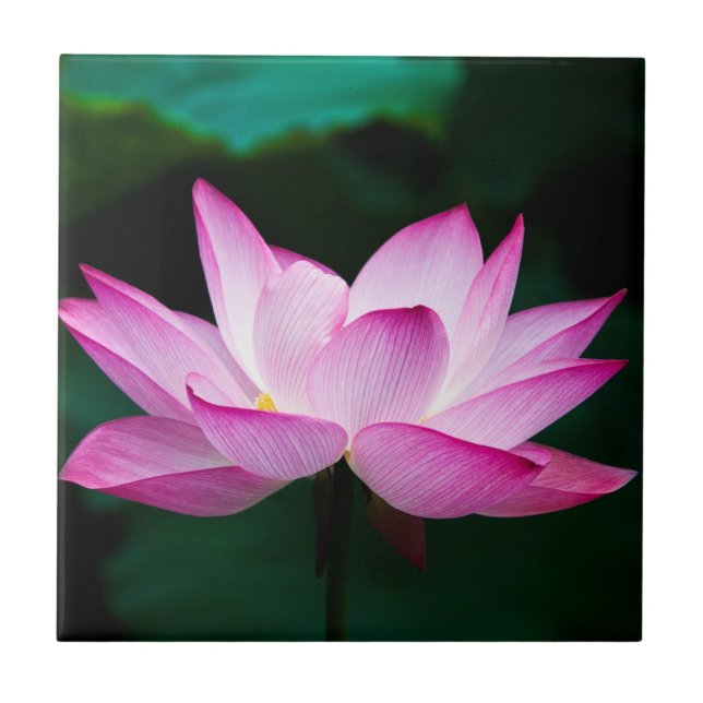 Pink Lotus Flower Tile (Front)