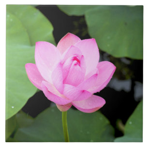 Pink lotus flower tile