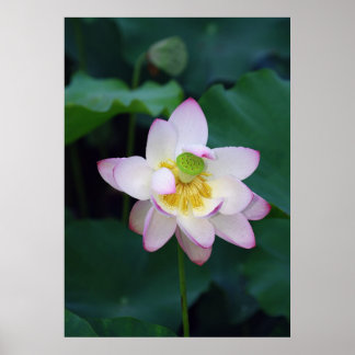 Pink lotus flowers taken from a park poster