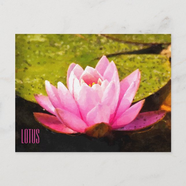 Pink Lotus Horizontal Postcard (Front)