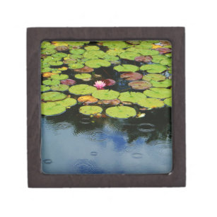 Pink lotus in Rain Gift Box