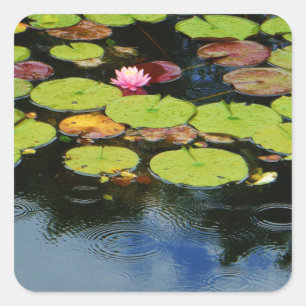 Pink lotus in Rain Square Sticker