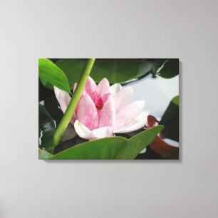 Pink Lotus Photography Print