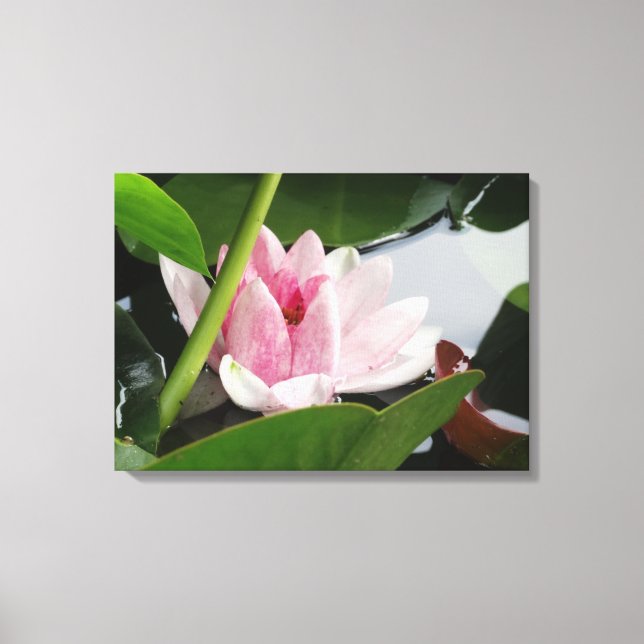 Pink Lotus  Photography Print (Front)