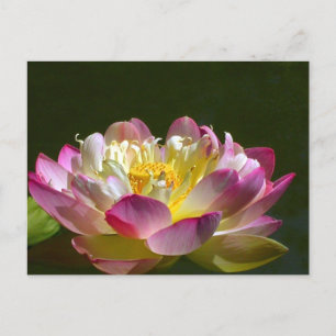 Pink Lotus Postcard