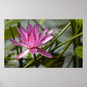 Pink lotus poster