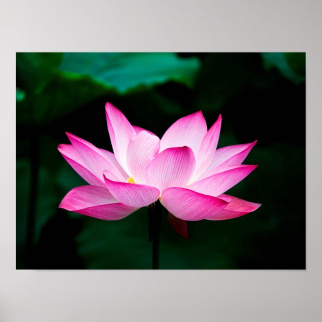 Pink Lotus Poster (Front)