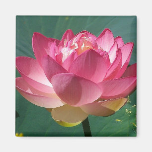 Pink Lotus - Refrigerator Magnet