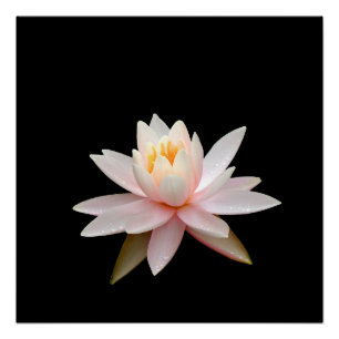 Pink lotus vision poster