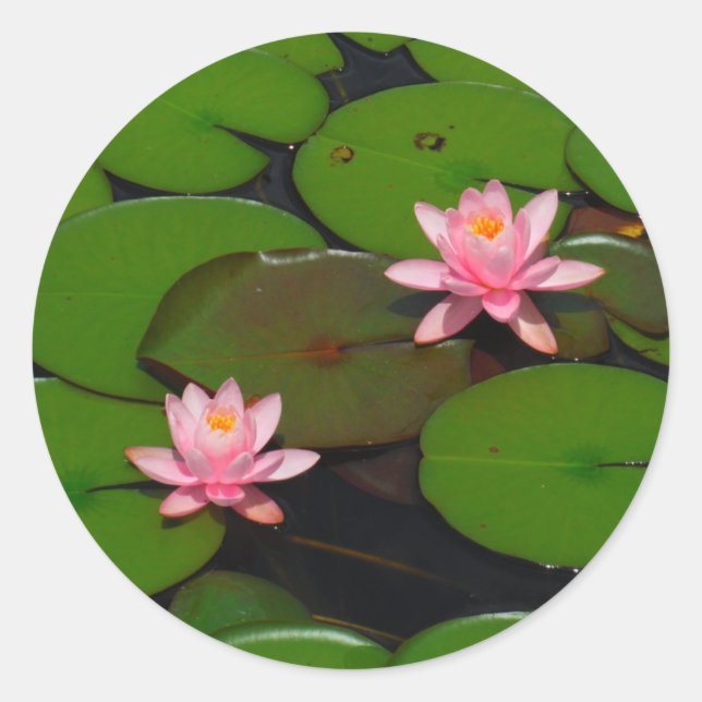Pink lotus water lily flower  garden, classic round sticker (Front)
