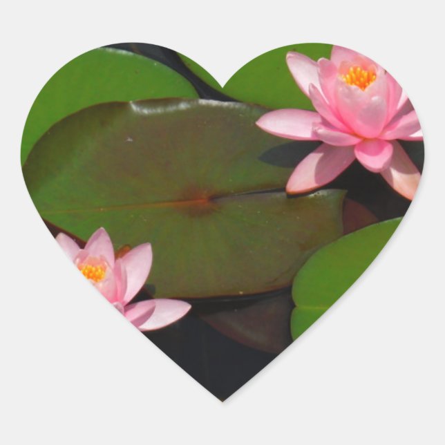 Pink lotus water lily flower  garden, heart sticker (Front)