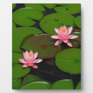 Pink lotus water lily flower garden, plaque