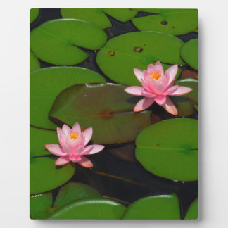 Pink lotus water lily flower  garden, plaque