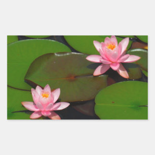 Pink lotus water lily flower  garden, sticker