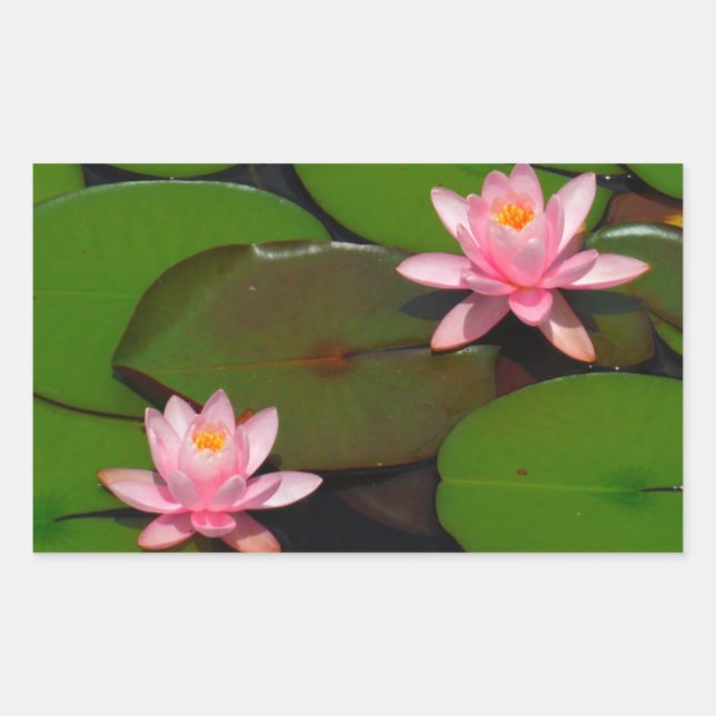 Pink lotus water lily flower  garden, sticker (Front)
