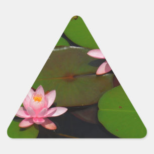 Pink lotus water lily flower  garden, triangle sticker