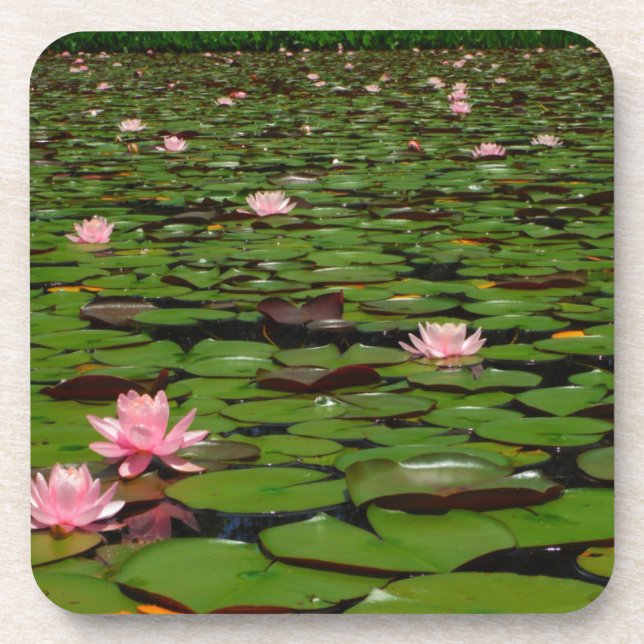 Pink lotus water lily flower pond coaster (Front)