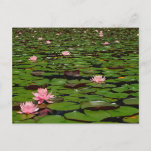 Pink lotus water lily flower pond postcard