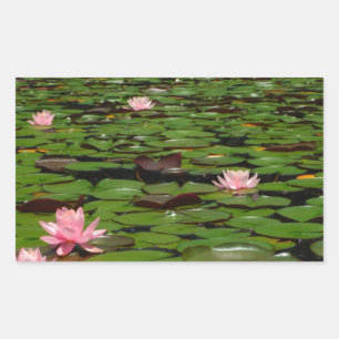 Pink lotus water lily flower pond sticker