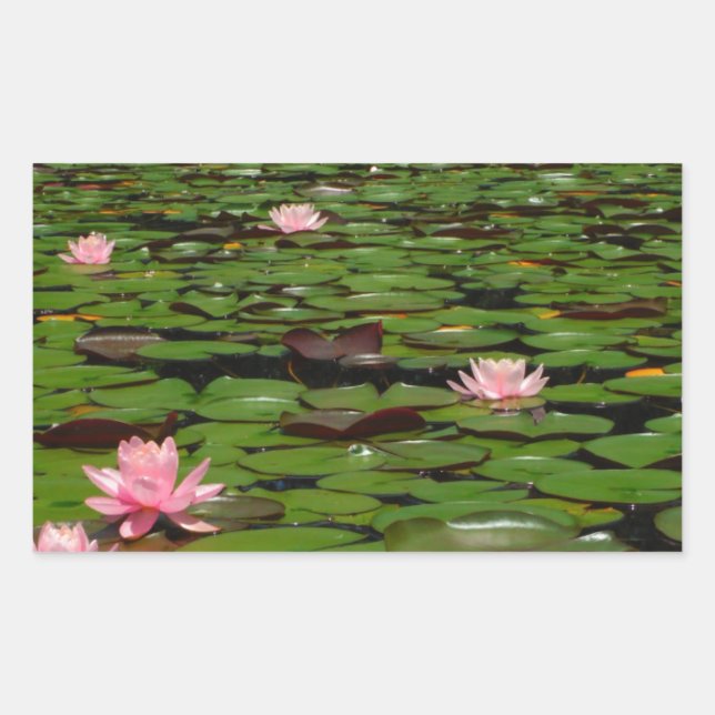 Pink lotus water lily flower pond sticker (Front)