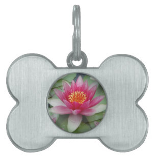 Pink Lotus Water Lily Framed Pet Tag