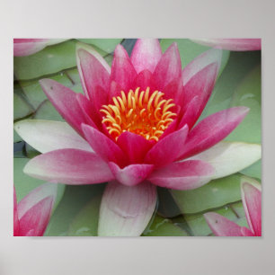 Pink Lotus Water Lily Poster