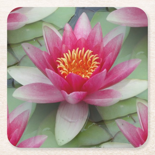 Pink Lotus Water Lily Square Paper Coaster (Front)