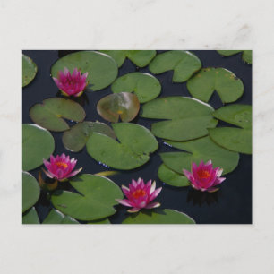 Pink Lotus Waterlilies Post Card