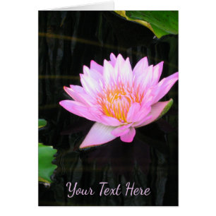 Pink Lotus Waterlily