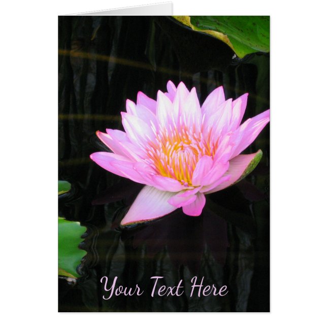 Pink Lotus Waterlily (Front)