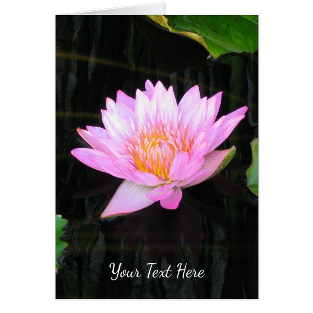 Pink Lotus Waterlily (Front)