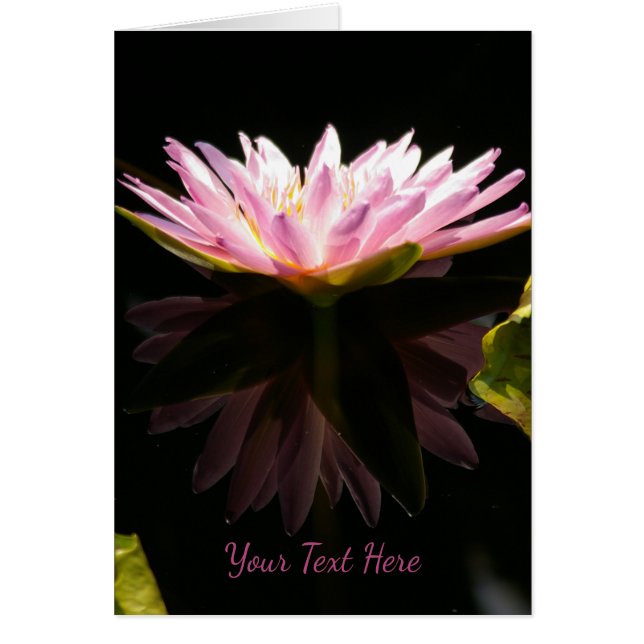 Pink Lotus Waterlily (Front)