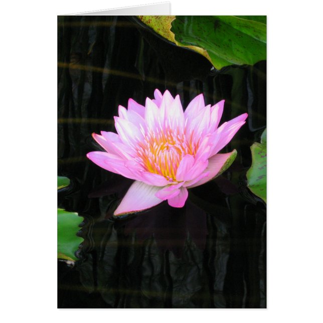Pink Lotus Waterlily Card (Front)