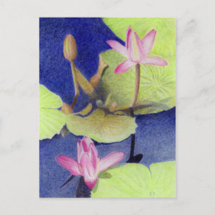 Pink Lotus Waterlily Postcard
