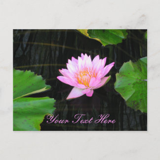 Pink Lotus Waterlily Postcard