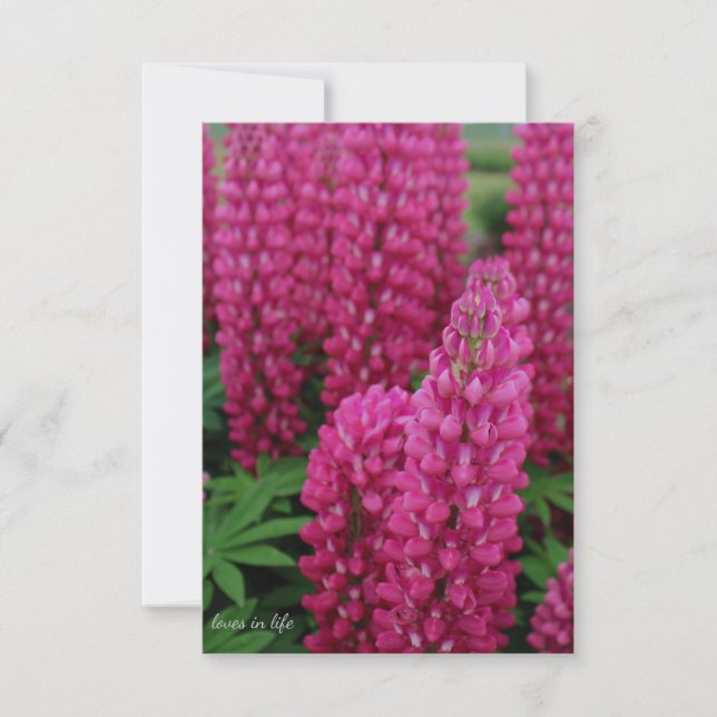 Pink Lupine Flat Note Card (Front)
