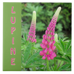"PINK LUPINE" /FLORAL DESIGN TILE
