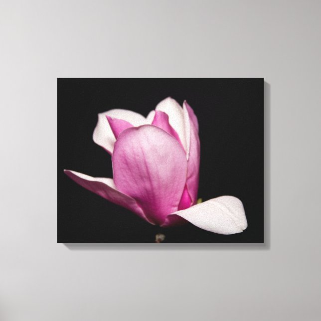 Pink Magnolia Bloom Black Background Canvas Print (Front)