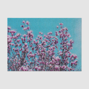 Pink Magnolia Blossoms Blue Sky Decoupage Tissue Paper