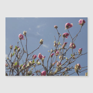 Pink Magnolia Buds