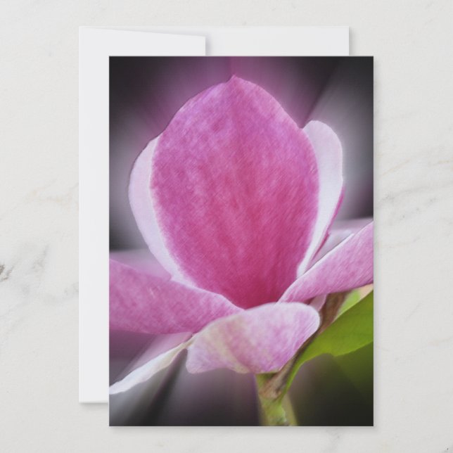 pink magnolia flower (Front)