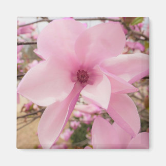 Pink Magnolia Flower Square Magnet