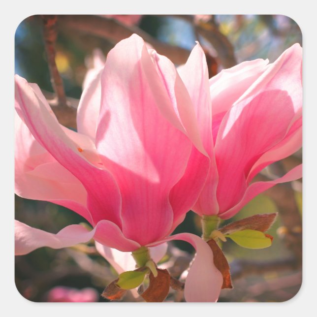 Pink Magnolia Flower  Square Sticker (Front)