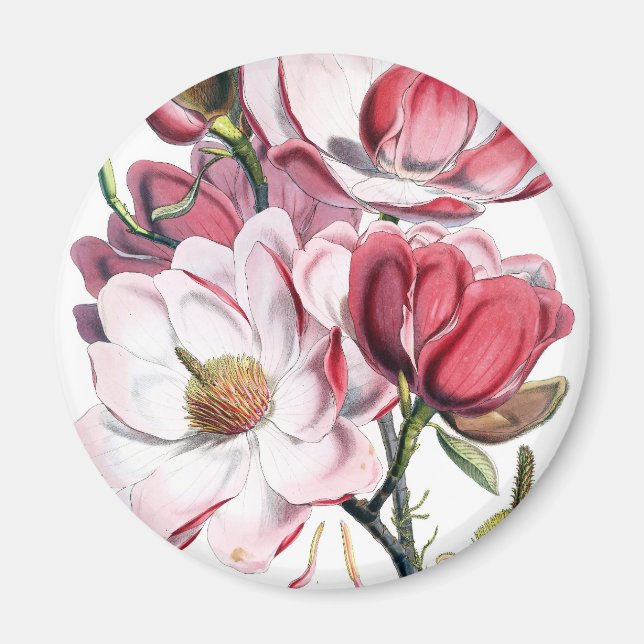 Pink Magnolia Flowers Magnet (Front)