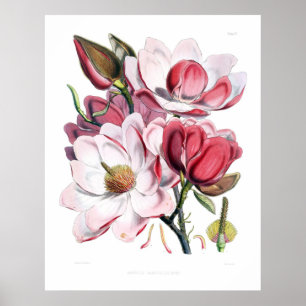 Pink Magnolia Flowers Print