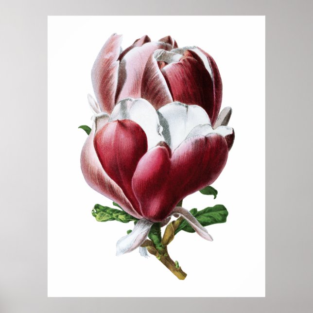 Pink magnolia large flowers poster (Front)